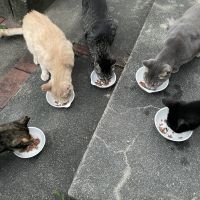 こまねこニャンスさんのホーム ネコジルシ