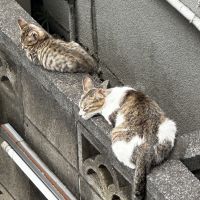 にこねこすけさん