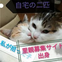 オシャレ系キャットさん