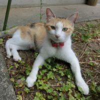 三毛猫・玉代の飼い主さん