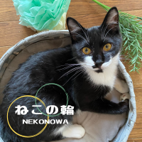 ねこの輪-nekonowa-