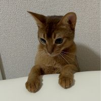 にゃんJr.さん