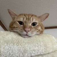 るなねこれおさん