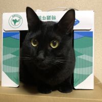 秋田ねこさん