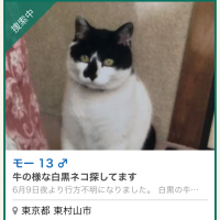 諏訪町ネコさん