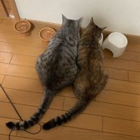 ねこパラさん