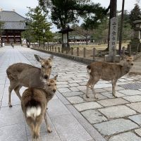 リコシェ　さん