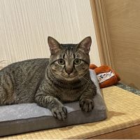 ウタにゃんさん