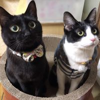 まるの友達 会員画像