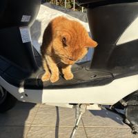 ペルちゃ 会員画像