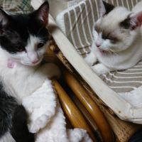 タケモトピアノぽい かわいい猫写真 猫画像の投稿サイト ネコジルシ