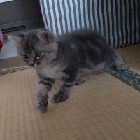 にゃんオモチさん