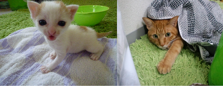 purishiraさんのホーム