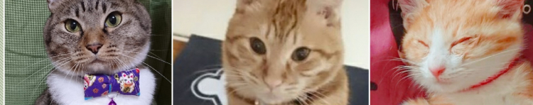 サトミさんのホーム