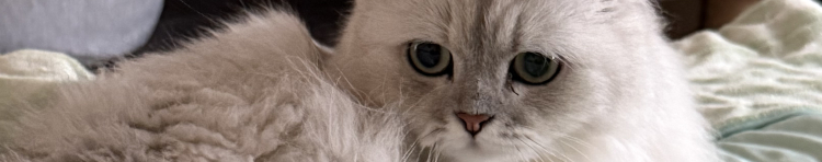 グローグーさんのホーム