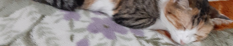 さりぱぱさんのホーム