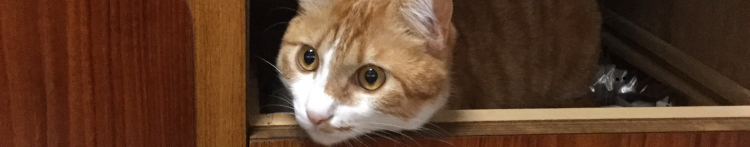 こむぎ脱走注意さんのホーム