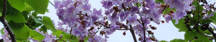 スケッチさんのホーム