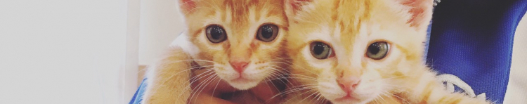 らぶかちさんのホーム