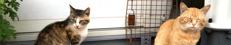 野良びとさんのホーム