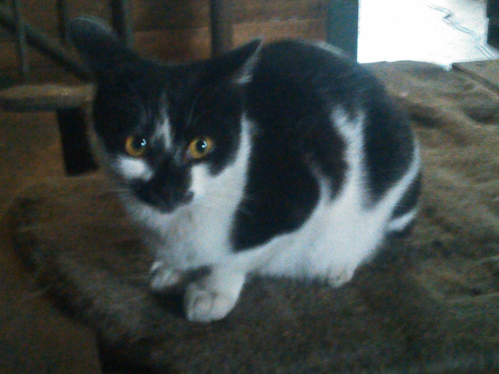 65あくびちゃんさんのホーム