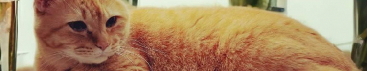 mint×9catさんのホーム