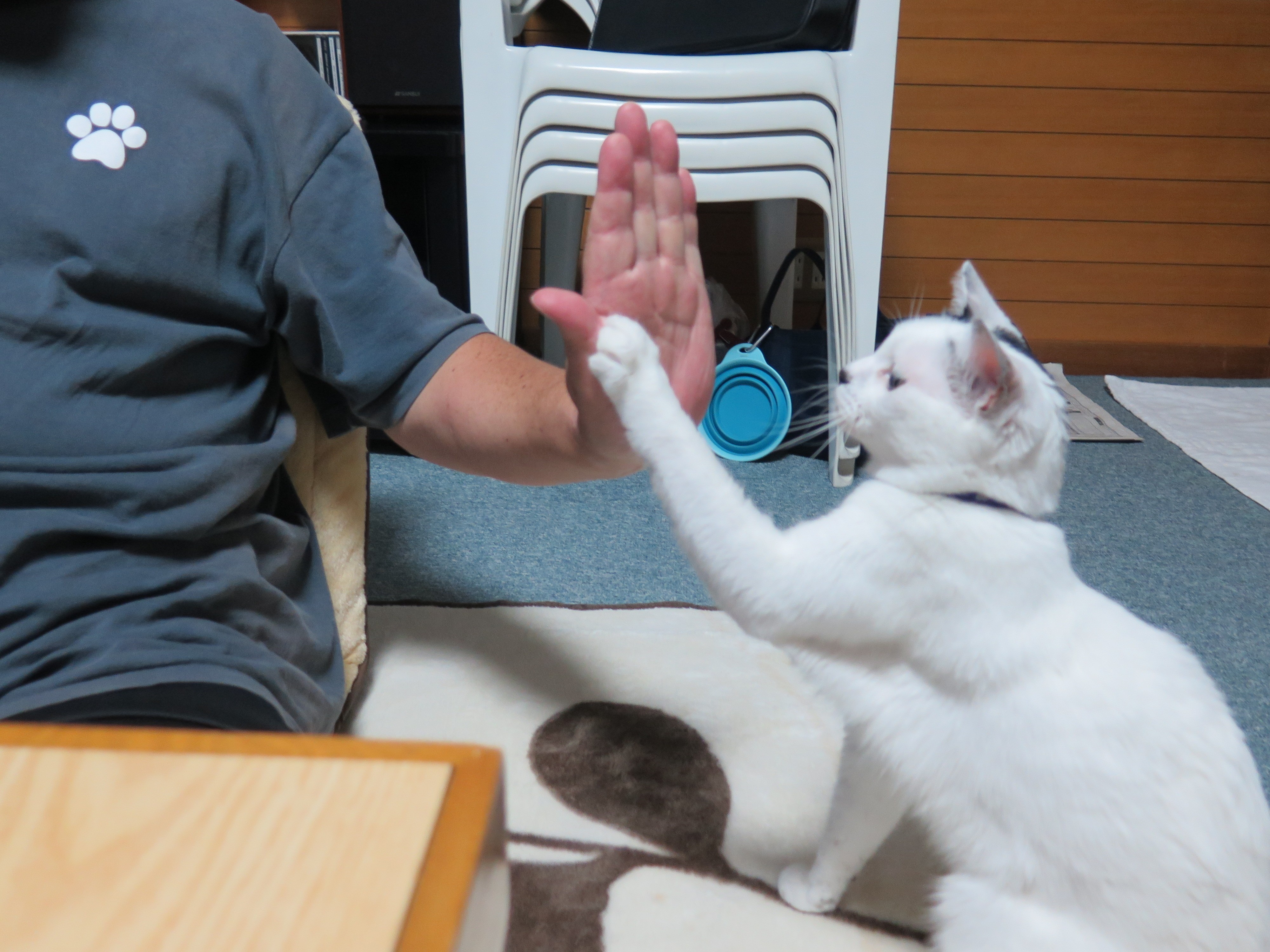 パパゴリラ！さんのホーム