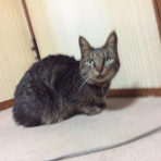 ただあきさんのホーム