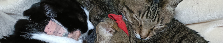 ちびえみりんさんのホーム