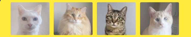 揚げ出し豆腐さんのホーム