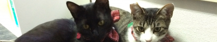 3本脚まさるさんのホーム