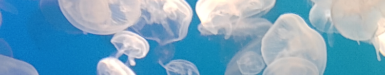 黒白ねこさんのホーム