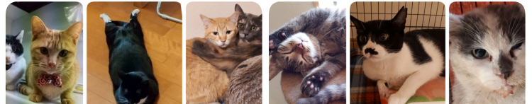 ネッコワークさんのホーム